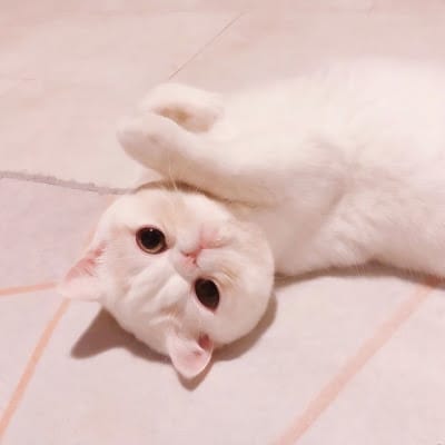 Lê Thị Cúc avatar